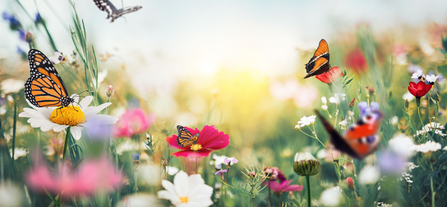 Engaging our littlest scientists: Aussie butterfly project ...